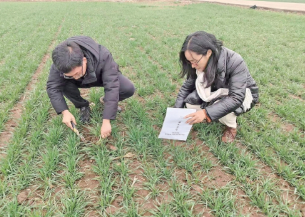 拧紧“科技密钥” 济南“稳粮故事”多