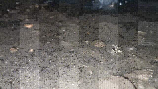 太可怕！随手拍死蛾蚋 男子被迫摘除眼球 