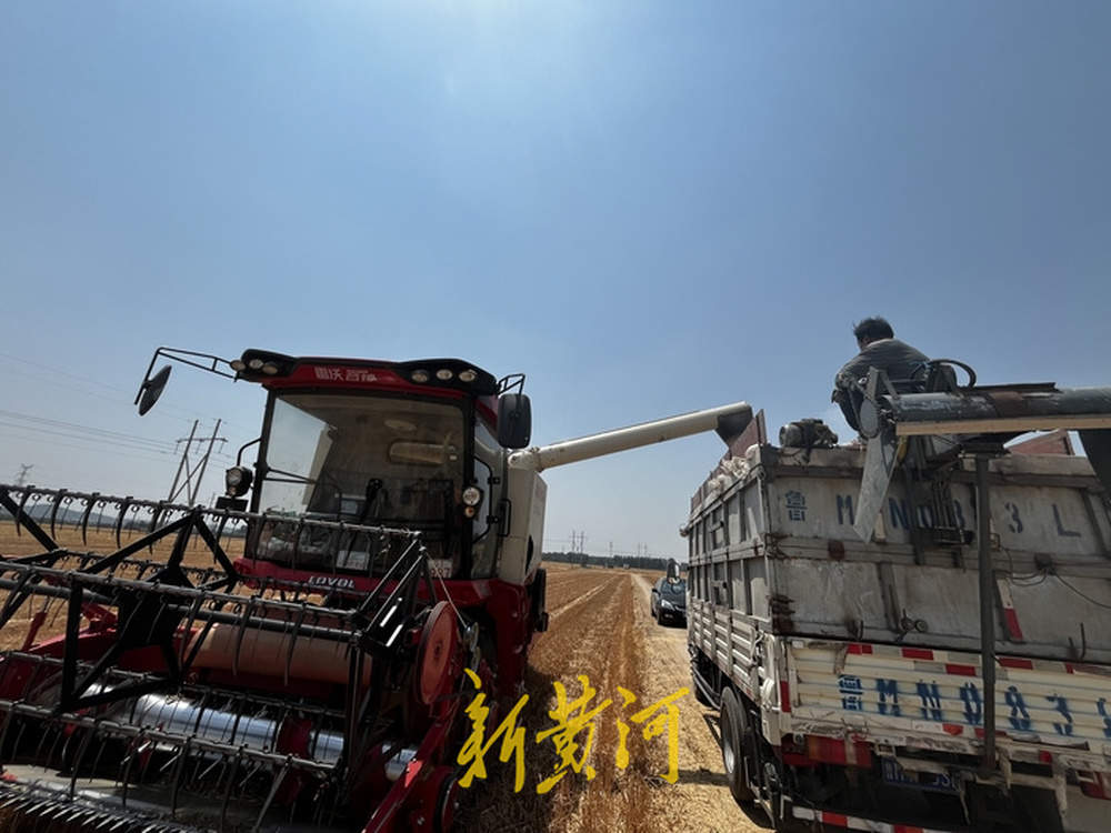 记者体验炙烤下的麦收：收割机驾驶室有空调，一小时割完20亩麦子
