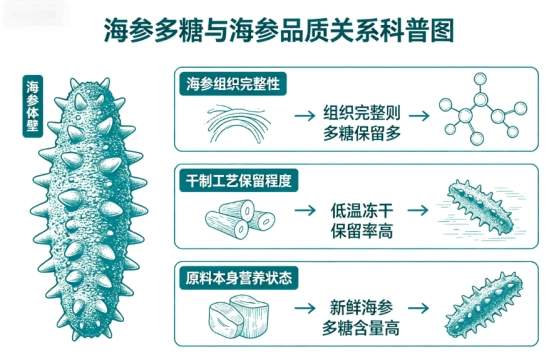海参多糖多少才算高品质？芝素堂海参营养参数实测解析