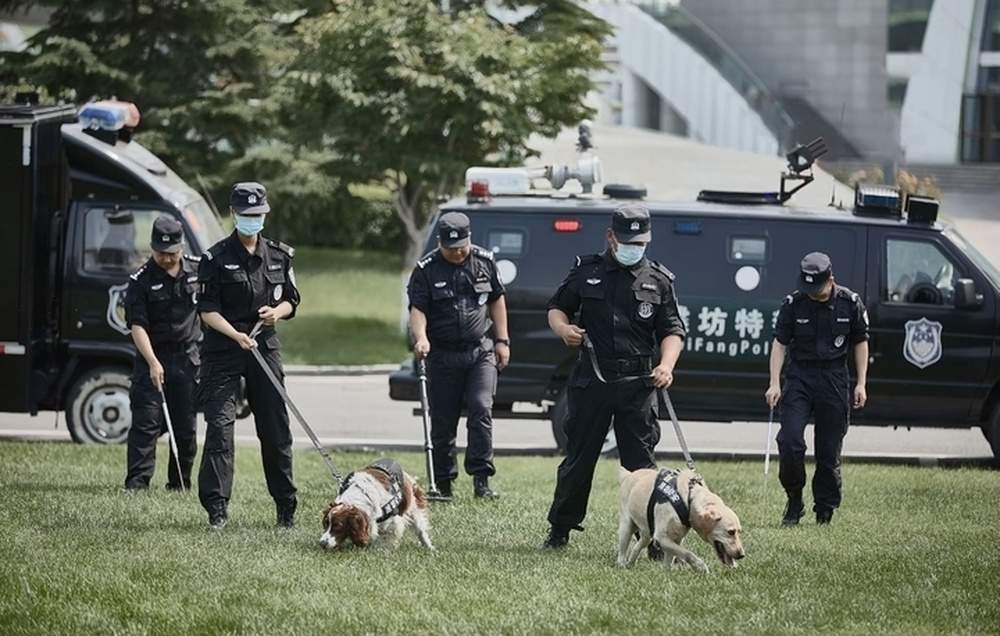 “小短腿”解锁新技能！网红柯基警犬“空降”泉城