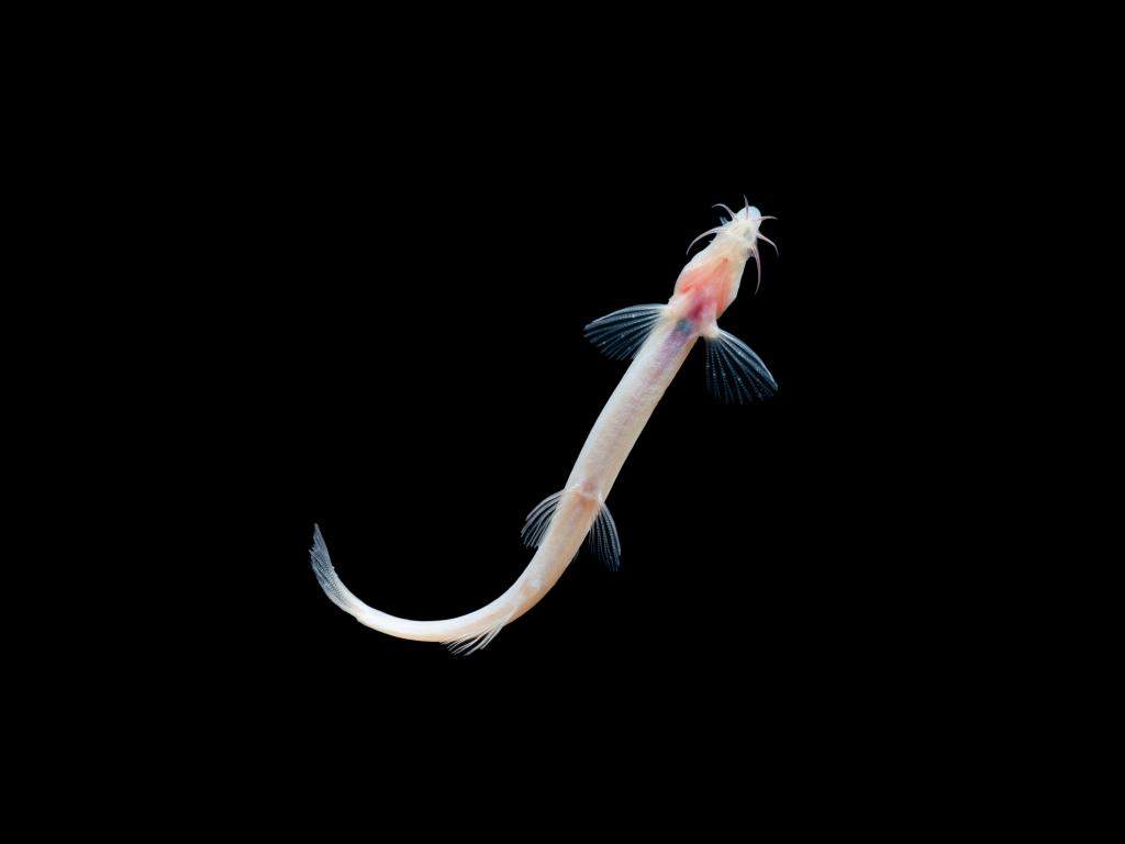 广西发现一濒危鱼类新种——长须原花鳅