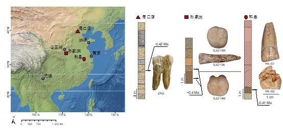 6颗40万年前的直立人牙齿解锁东亚古人类演化新认知