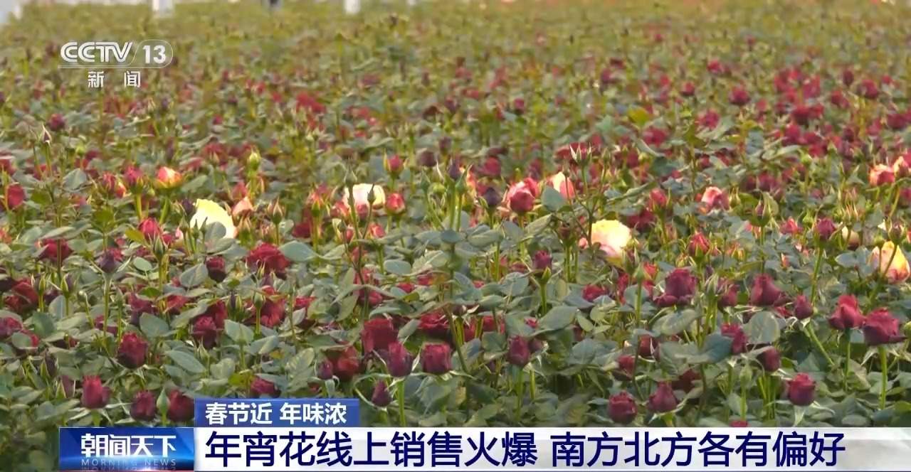 春节临近年宵花畅销！南北方偏好有不同 你选了哪一种?