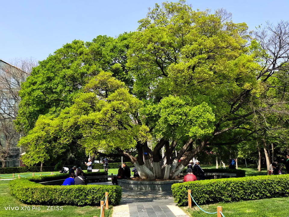 全市唯一！独木成林！快去打卡泉城公园这株“大伞”