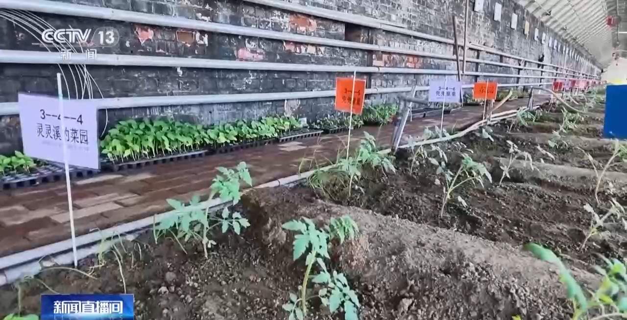 “工位种菜”走红 蔬菜盆栽成了“上班搭子”
