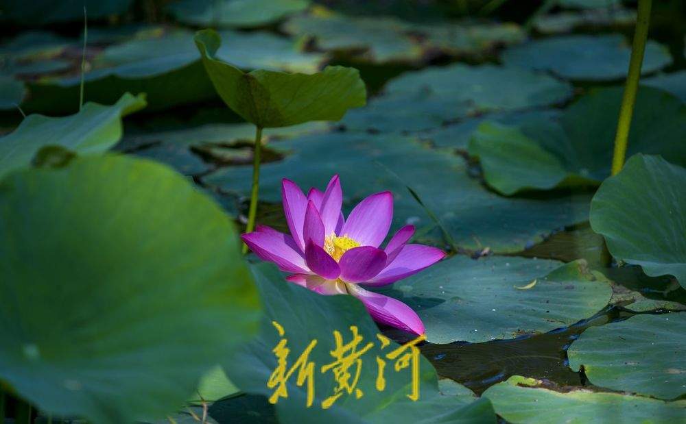 一年四季 泉在济南丨一片红荷出水来：济南西城荷花初绽放
