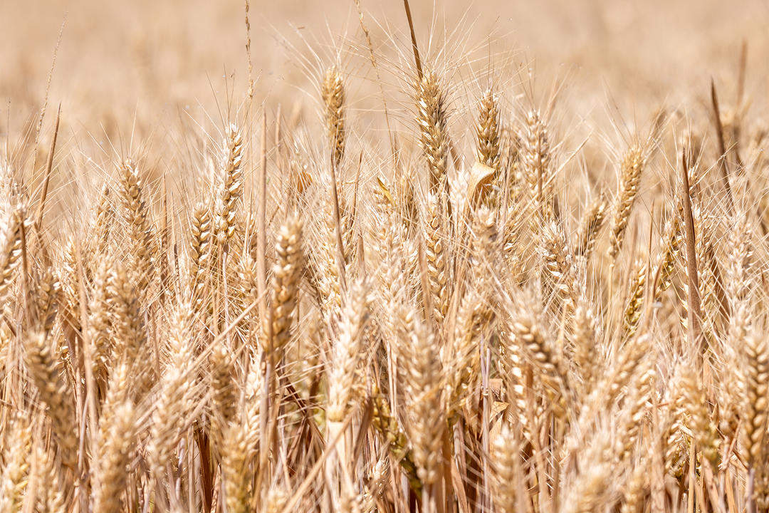 山东好景｜“丰”景里的开心笑容