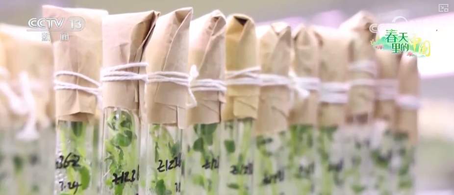 科技赋能农业生产 “良种+托管”夯实粮食丰收基础