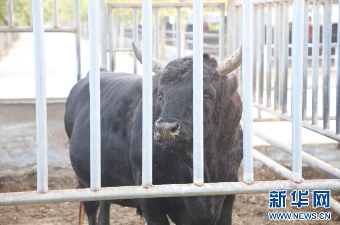 肉牛养殖户困局待解