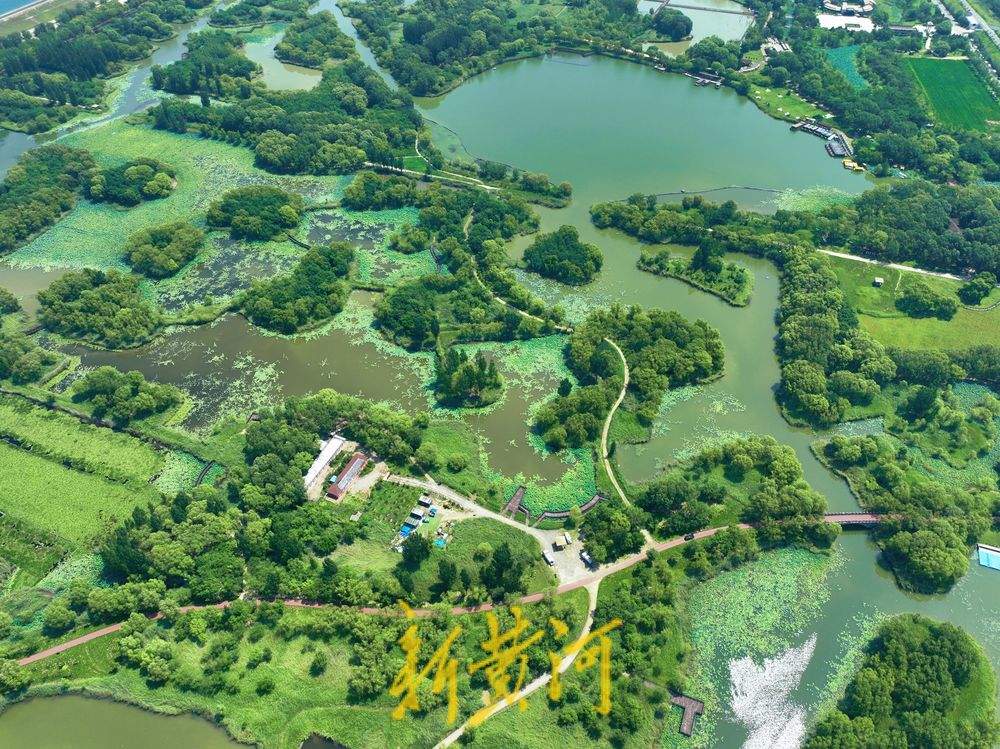 一年四季 泉在济南丨济西湿地“荷柳相伴” 碧连天