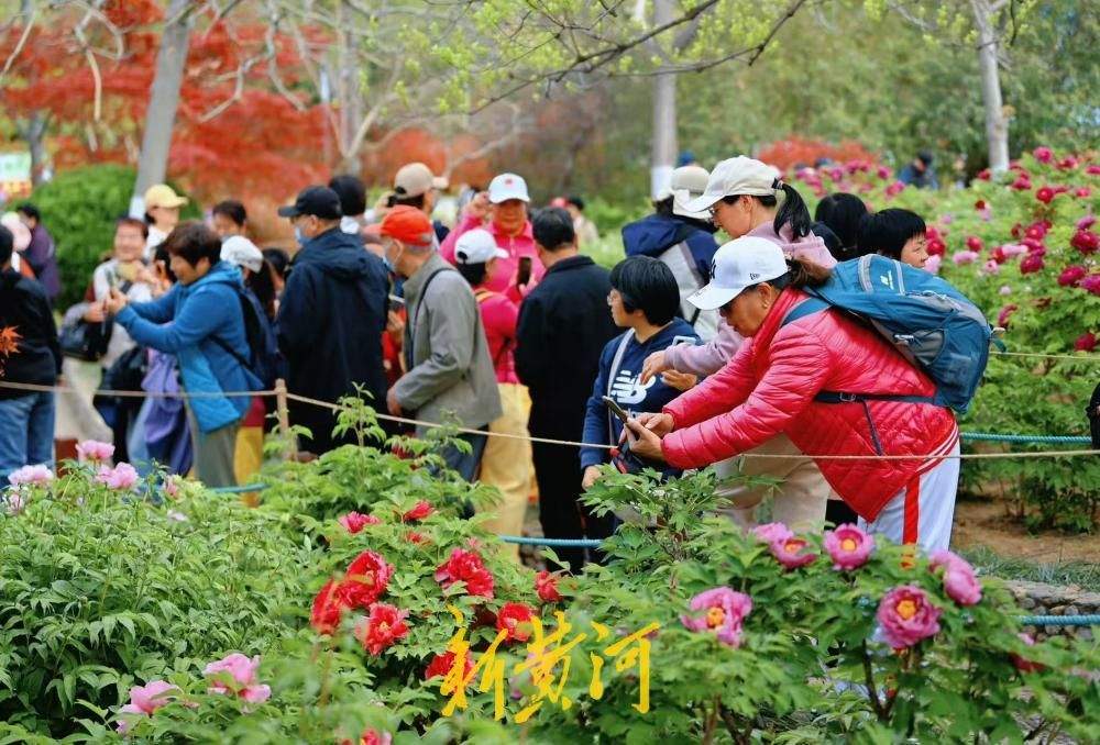 国色天香、富贵满园，泉城公园牡丹花盛开引来众多赏花者