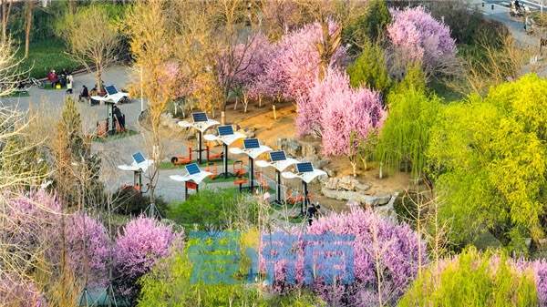 花开“梅”好时节，济南这处社区公园的美藏不住了