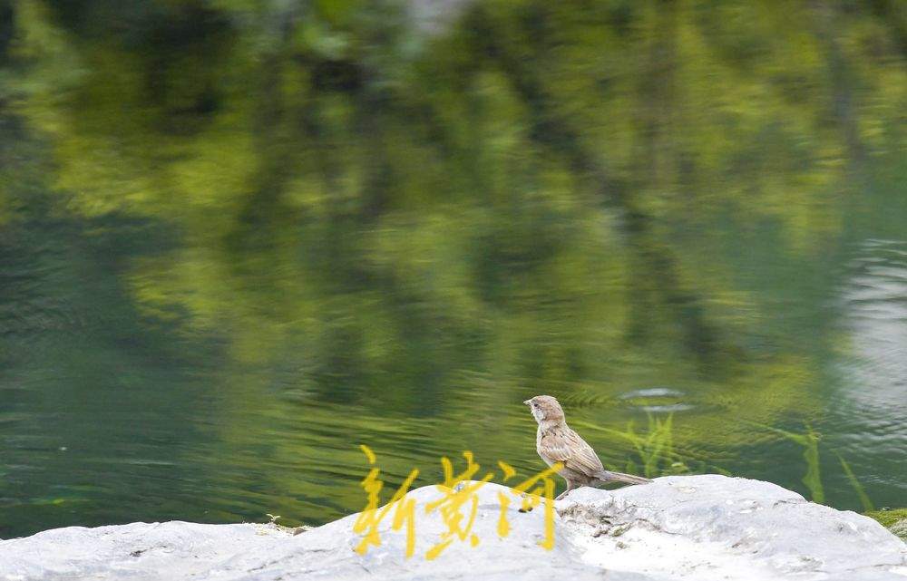 一年四季 泉在济南丨环城公园五莲泉畔 鸟儿依泉“梳妆打扮”