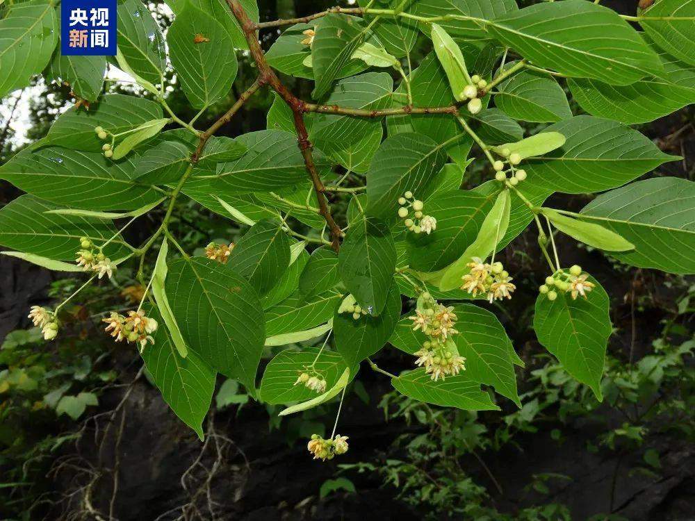 新物种+1 我国首次在岩溶地区发现椴树属植物