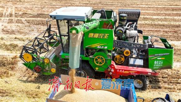 麦田开镰！泉城奏响丰收曲