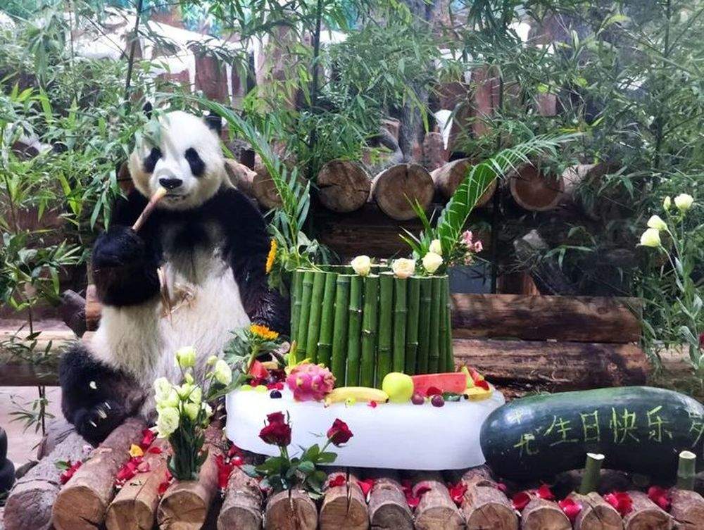 仪式感满满 大熊猫“华奥”迎来19岁生日