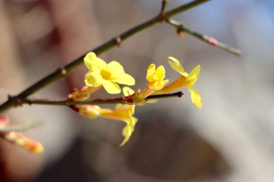 济南洪山：立春时节迎春黄