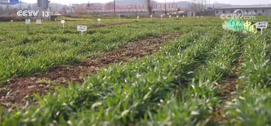 科技赋能农业生产 “良种+托管”夯实粮食丰收基础