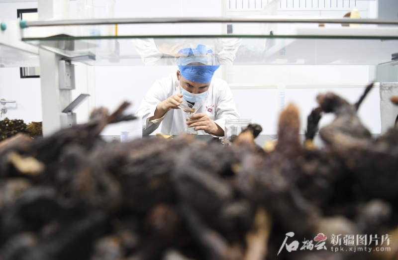 环着沙漠看新疆丨沙漠植物变“护肤宝贝”