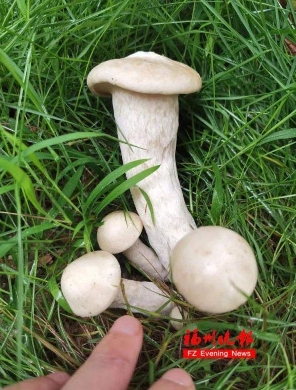 哭笑不得!女子网购1斤见手青1天吃完后中毒