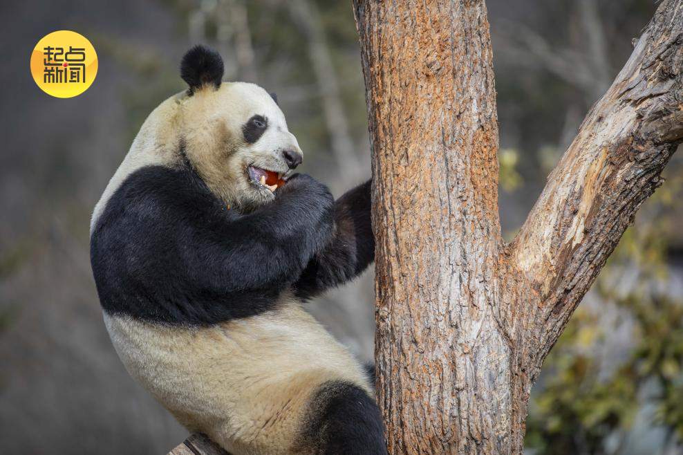 新春走基层丨秦岭深处的“熊猫妈妈”