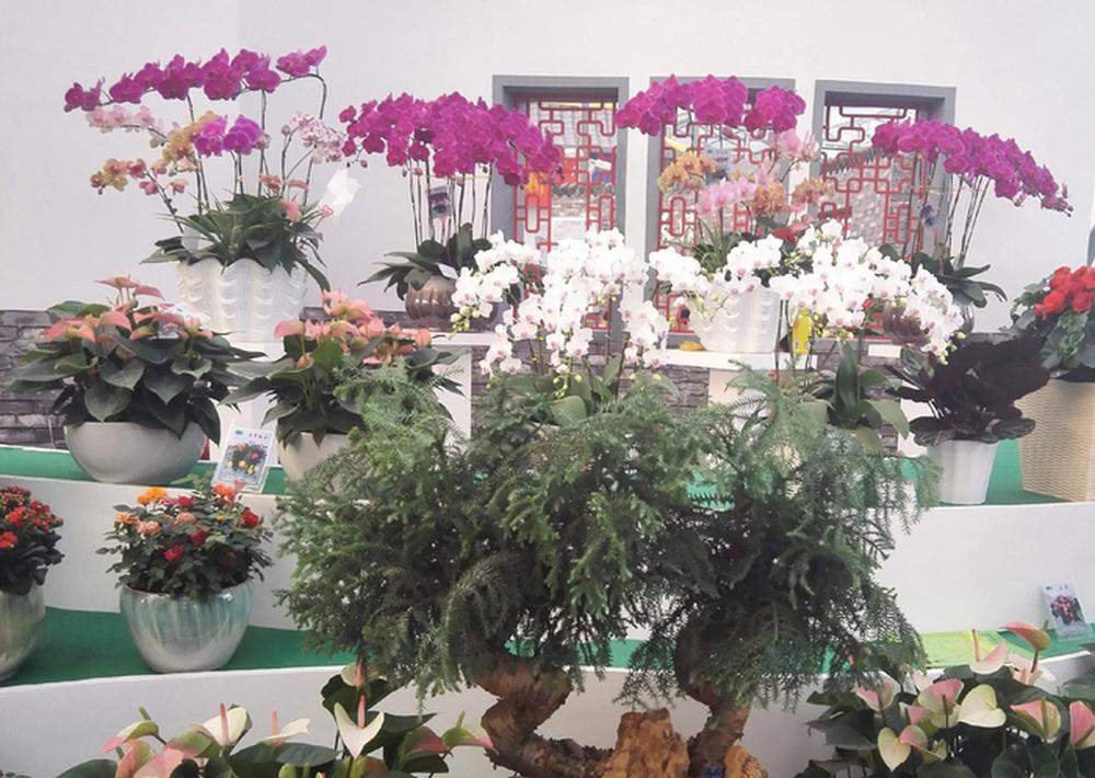 商河花卉暨农产品展销会将于10月1日—3日举办