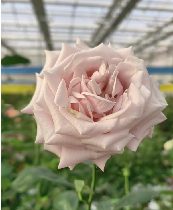 “这朵花，就叫‘娇龙’吧！”