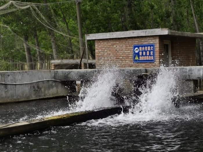 黄河岸边“游”出三文鱼！退役军人养三文鱼7年，养成后5小时可上市民餐桌