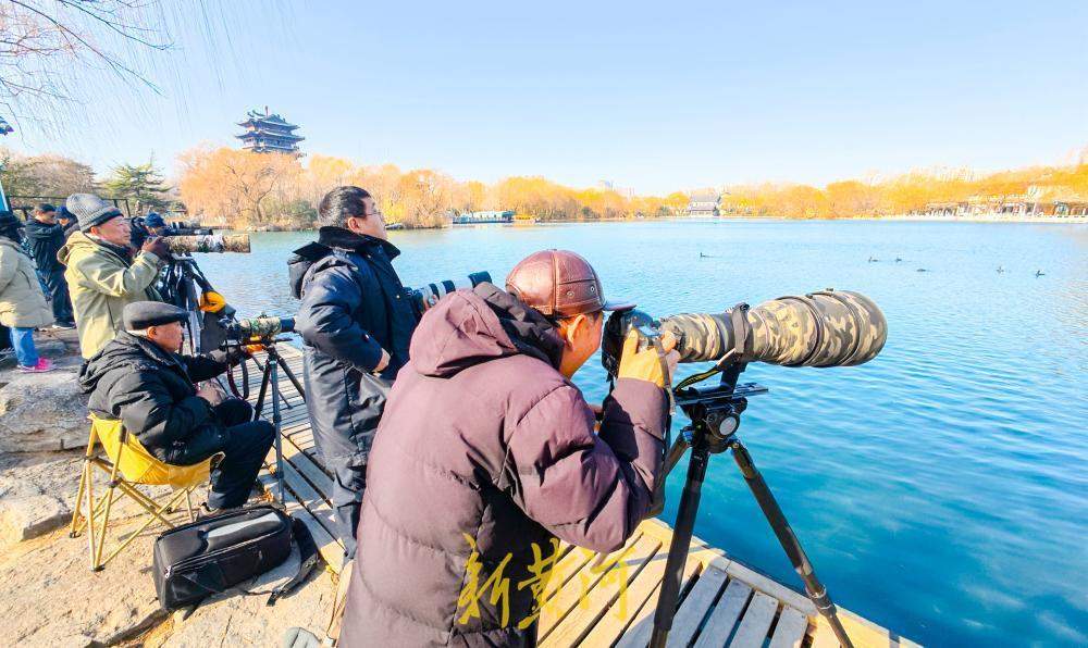 泉水汇聚变身鸟类乐园 济南大明湖引摄影者与候鸟和谐互动