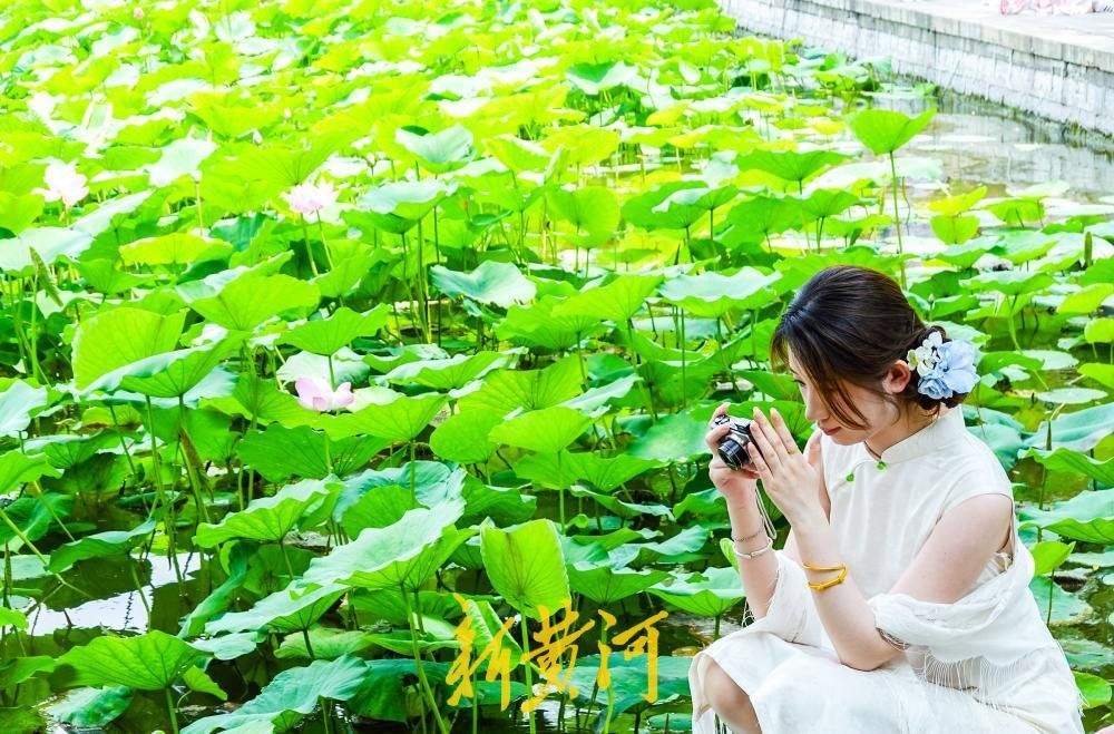 大明湖畔荷花竞相绽放,变身网红打卡点