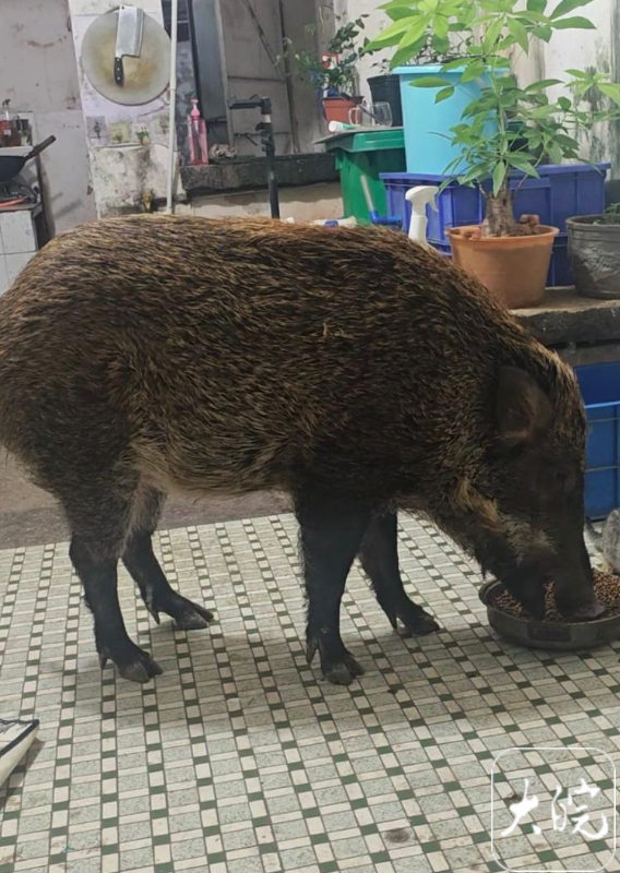 广州一男子收养野猪一年 为避投诉另租独栋房屋