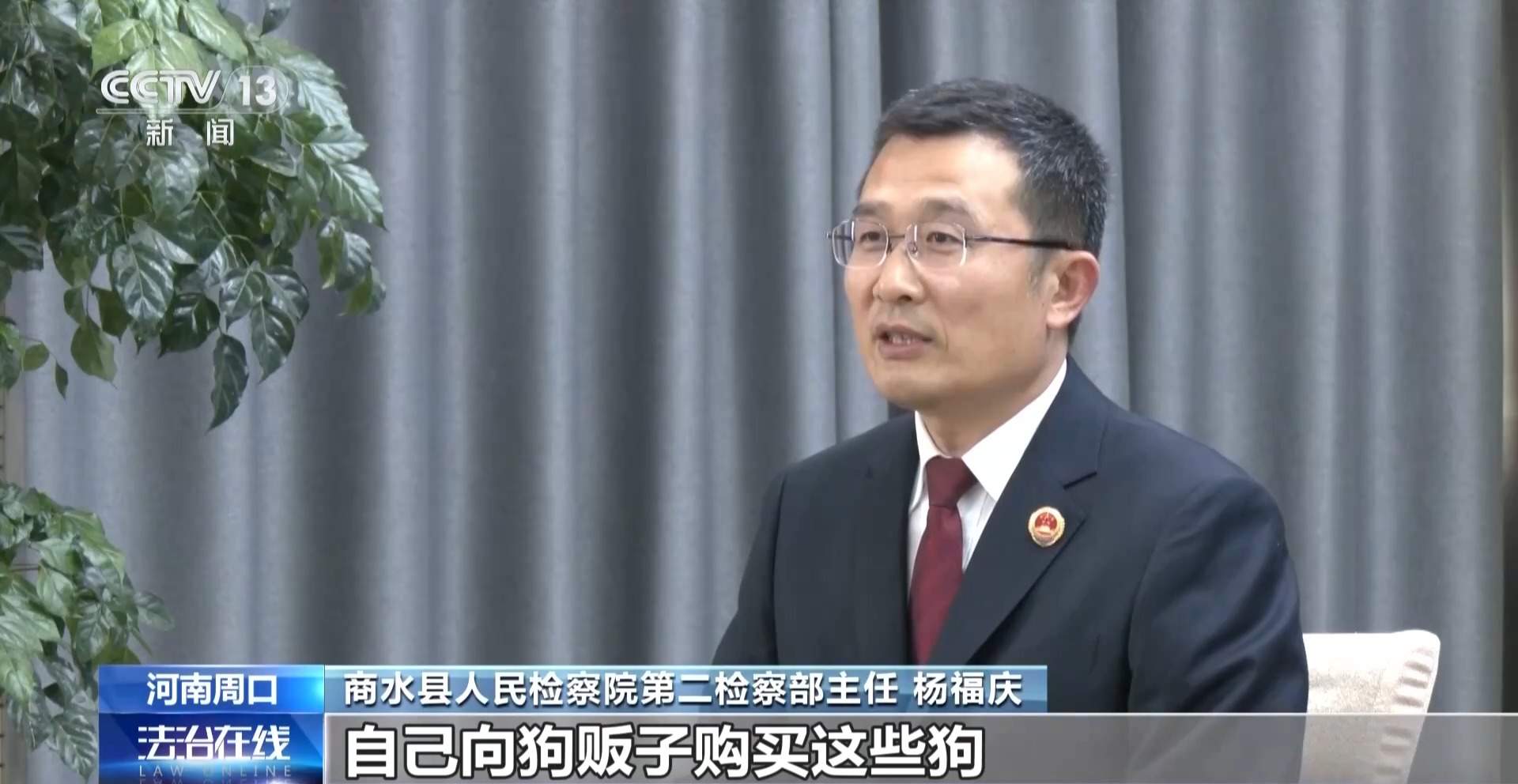 骗250万善款仅3000元用在狗身上 起底流浪动物网络救助骗局