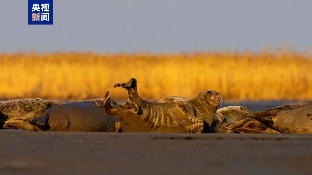 一个眼神萌化你心！斑海豹洄游辽河口 种群数量稳步增加