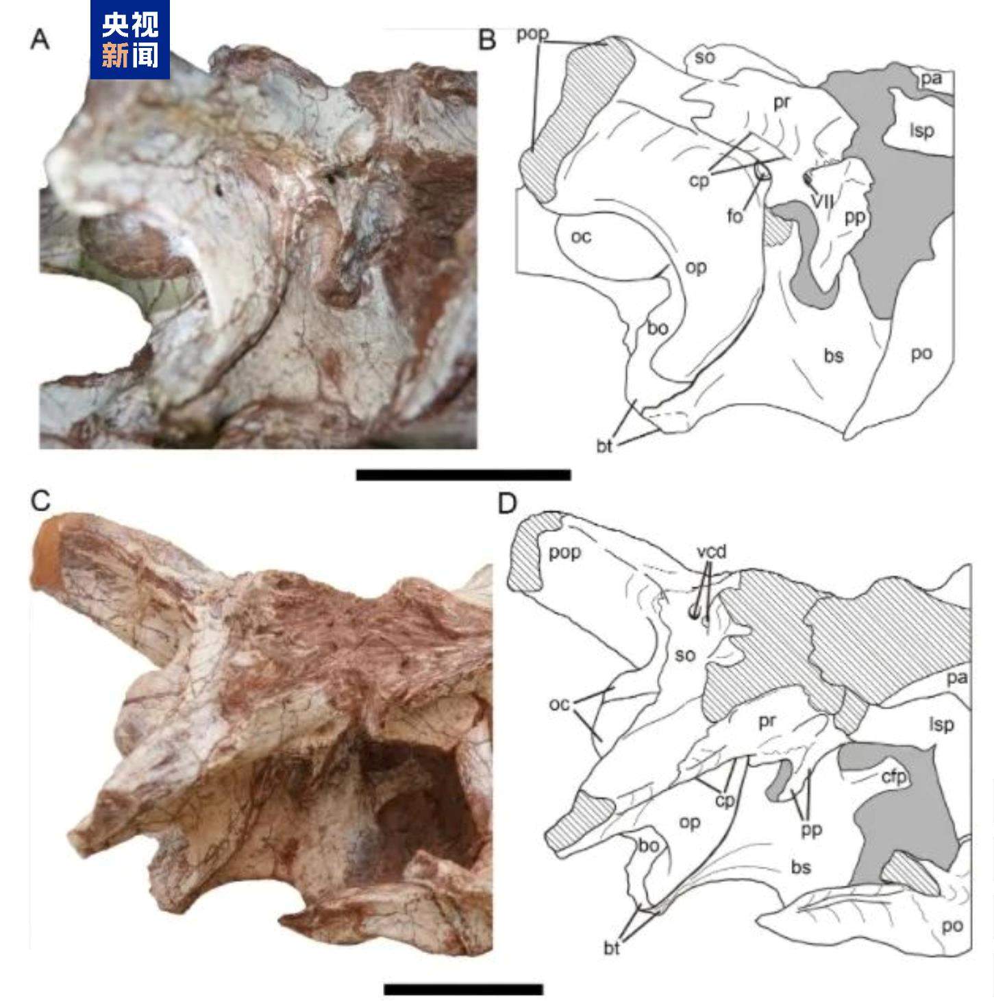 云南发现恐龙新属种:金沙江元谋盗龙