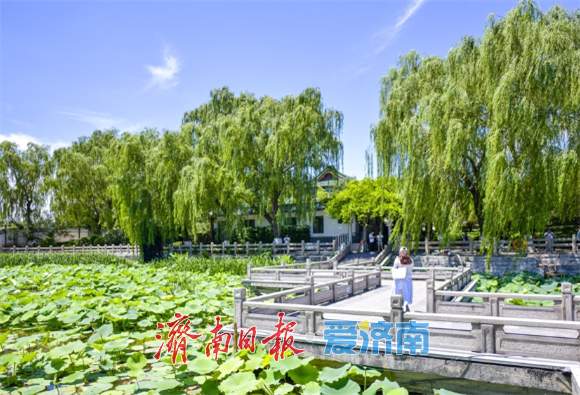 大明湖荷花含苞待放