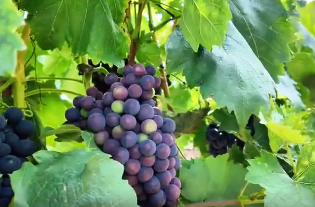 ‍‍“海拔有多高，葡萄就有多甜”