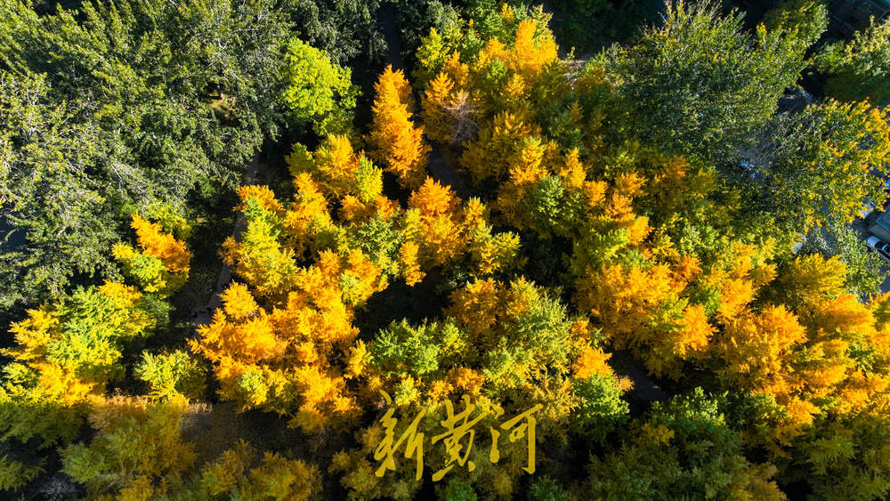 醉美银杏林上线，深秋的济南迎来“颜值巅峰”