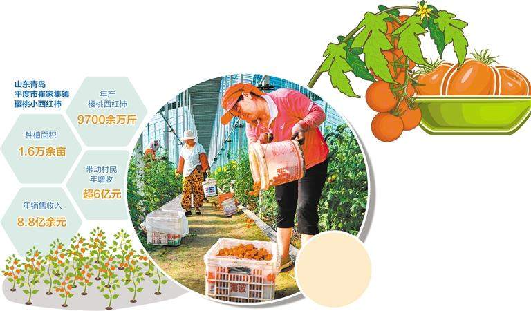 山东平度 满枝红果富农家