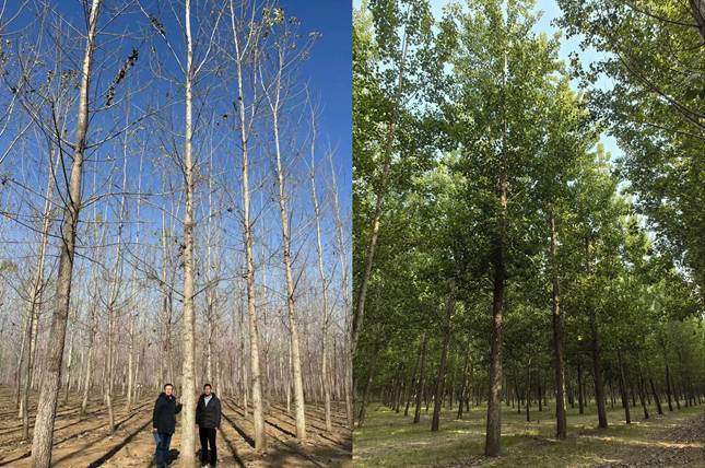 11年，为了一棵不飘絮的树