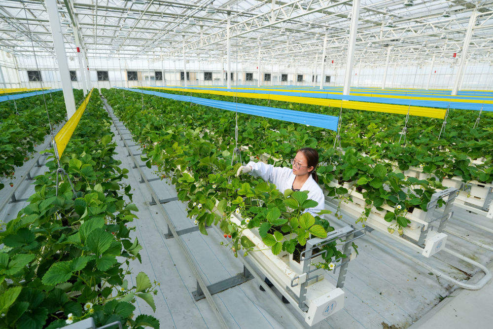 “中国经济圆桌会”聚焦“十五五”规划纲要