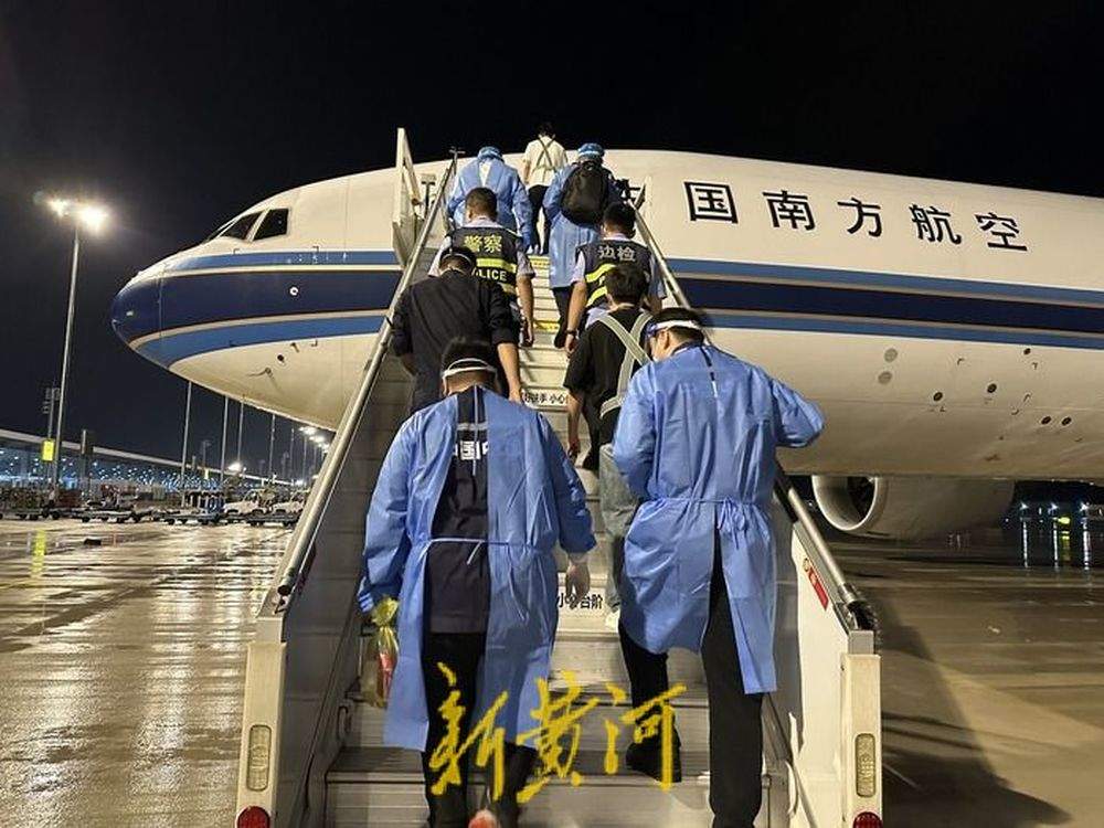 241头“牛哞哞”自澳大利亚“打飞的”抵济，系山东首批空运种牛进境