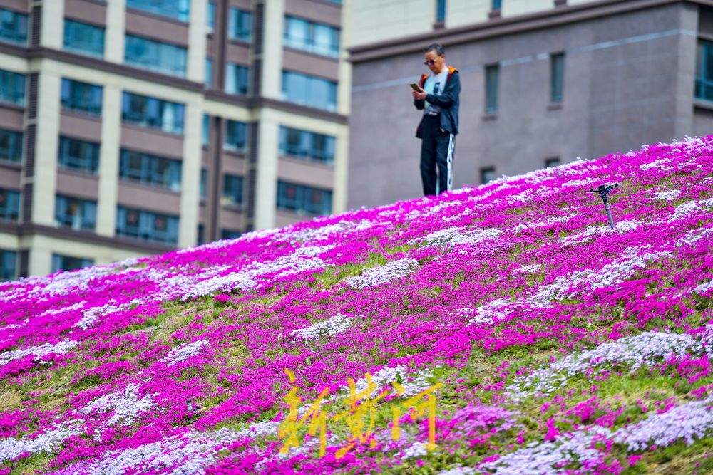 一年四季 泉在济南｜龙鼎大道福禄考花海迎春绽放
