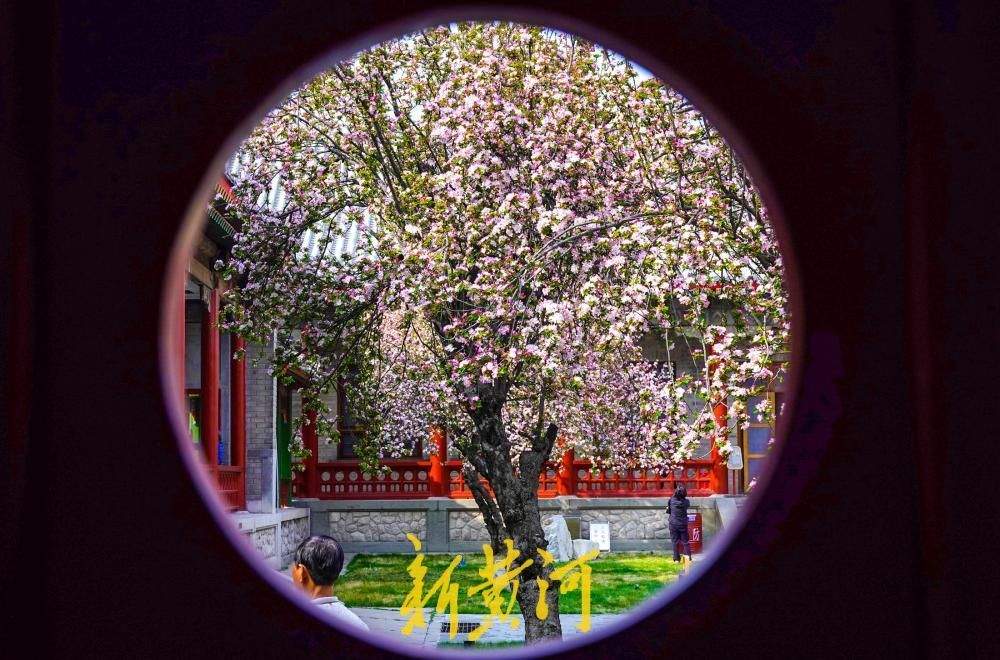 百年老街邂逅春日花事 古建筑博物馆迎来首个赏花季
