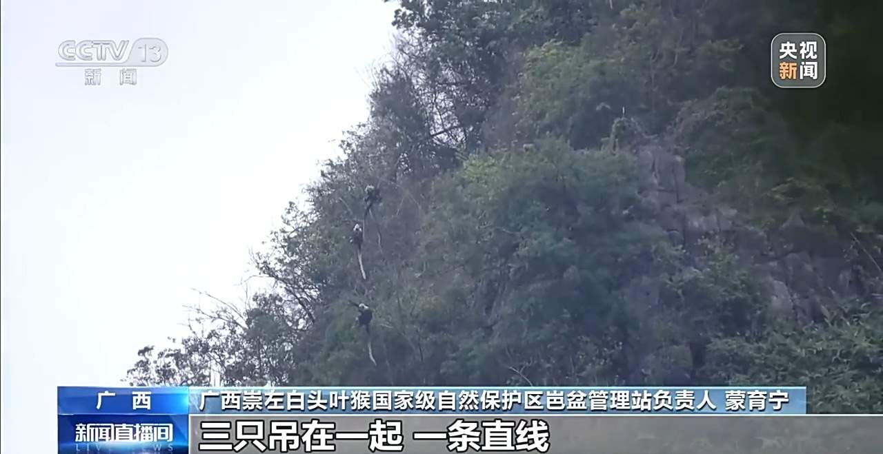 “猴丁兴旺”保护见成效 深入石山探访白头叶猴栖息地