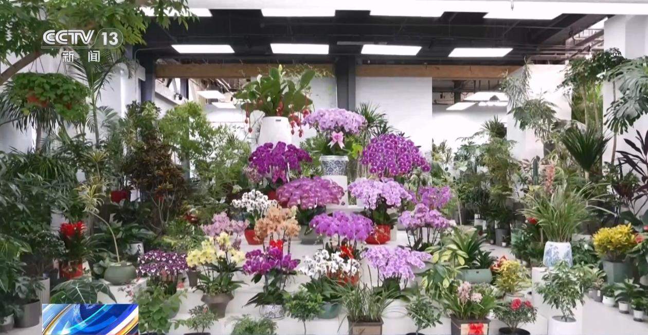 全年销售额将破2000亿 我国卖出的花可绕地球多少圈？