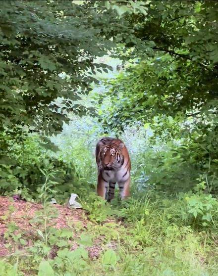 吉林延边男子自驾偶遇“拦路虎”，对望数眼后老虎消失林间，乡政府：事发地位于保护区，野生动物出没较为频繁
