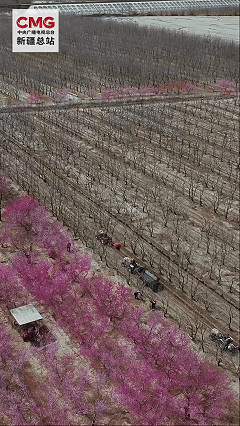 新疆洛浦：返乡青年沙漠边缘种出“致富园” 青春力量赋能乡村振兴