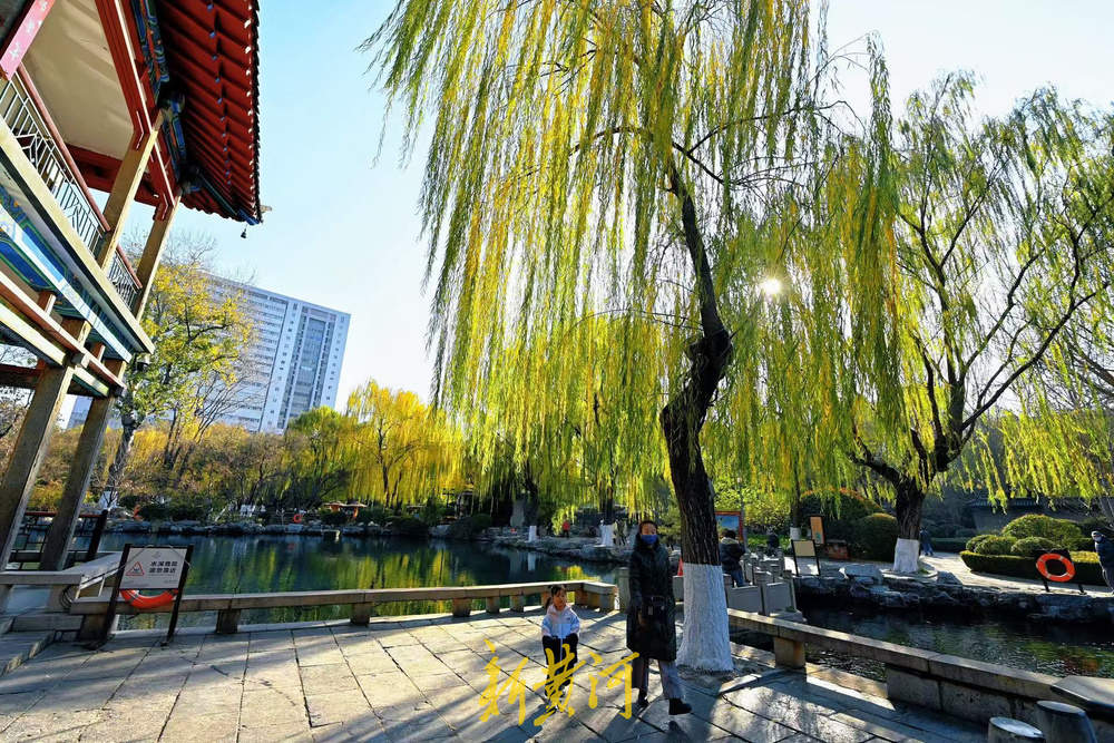 济南泉畔翠柳披“金”绘就冬日美景
