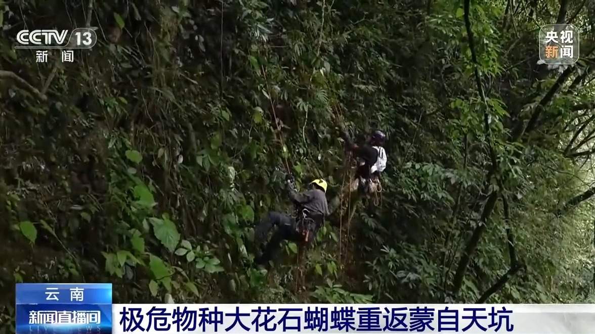消失百年 极危物种大花石蝴蝶重返天坑秘境